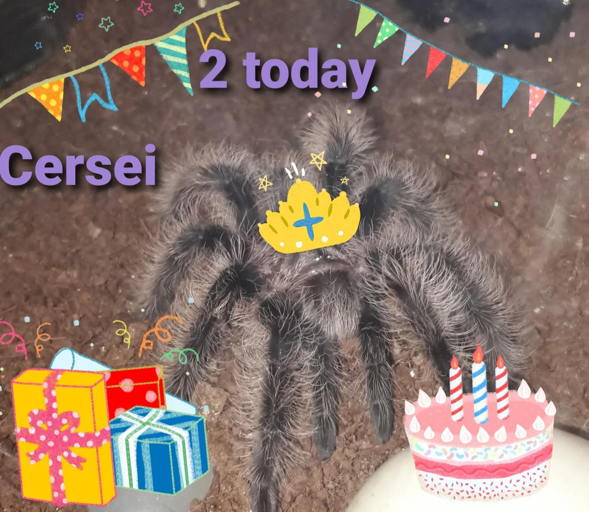 17889 happy tarantula health