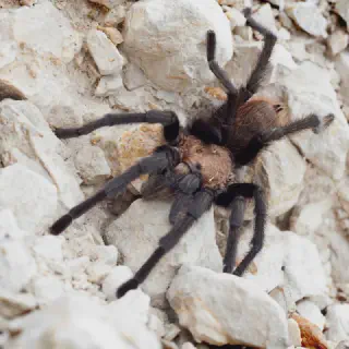 /img/17890-texas-tan-tarantula-conservation.webp