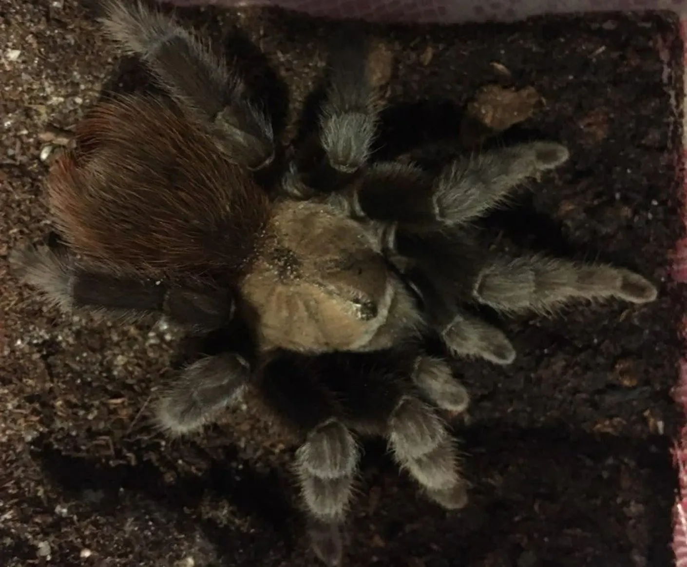 17890 texas tan tarantula defense