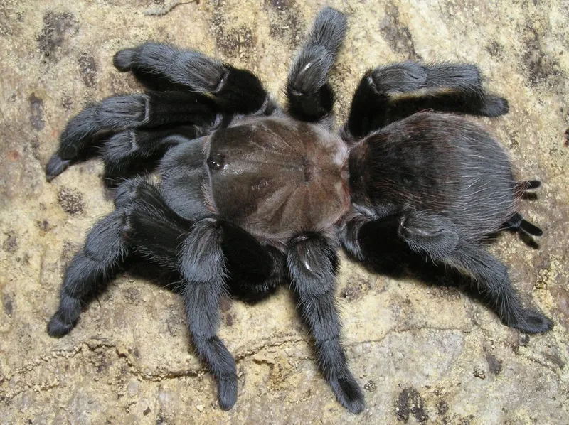 17890 texas tan tarantula habitat