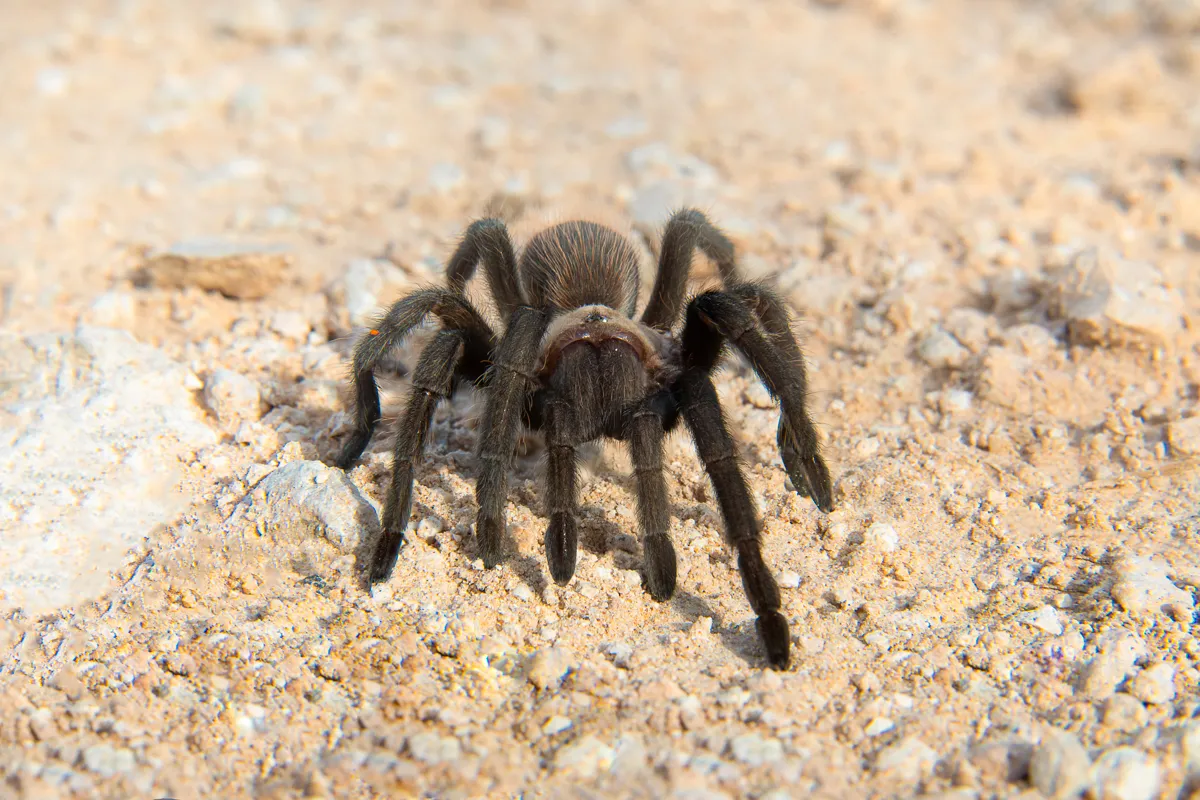 17890 texas tan tarantula mating