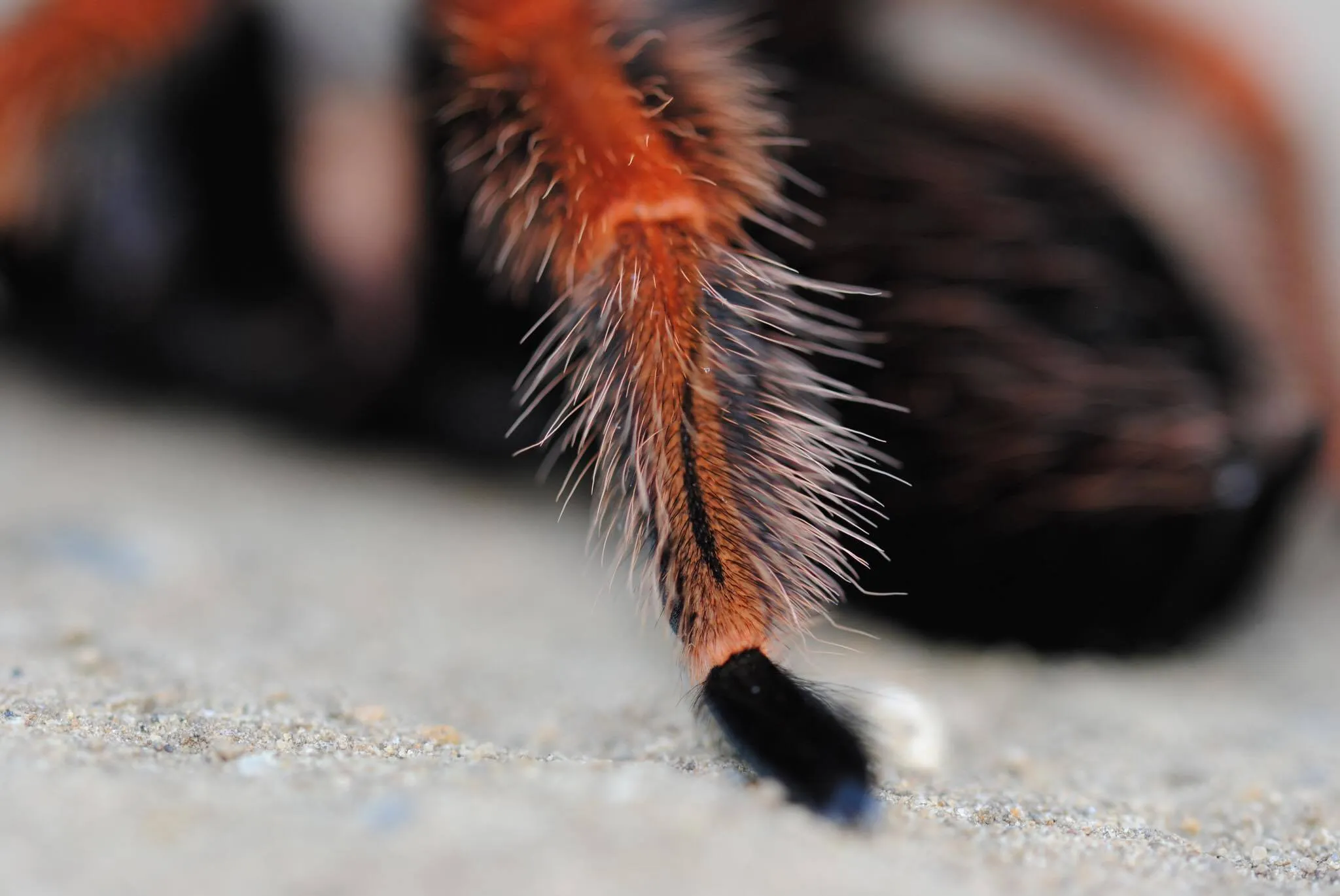 17891 tarantula digestion