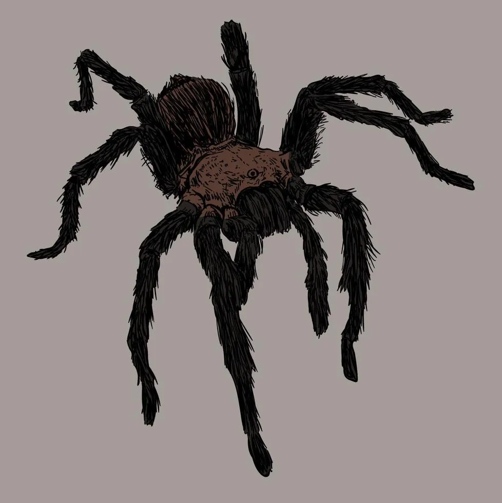 17892 tarantula drawing anatomy