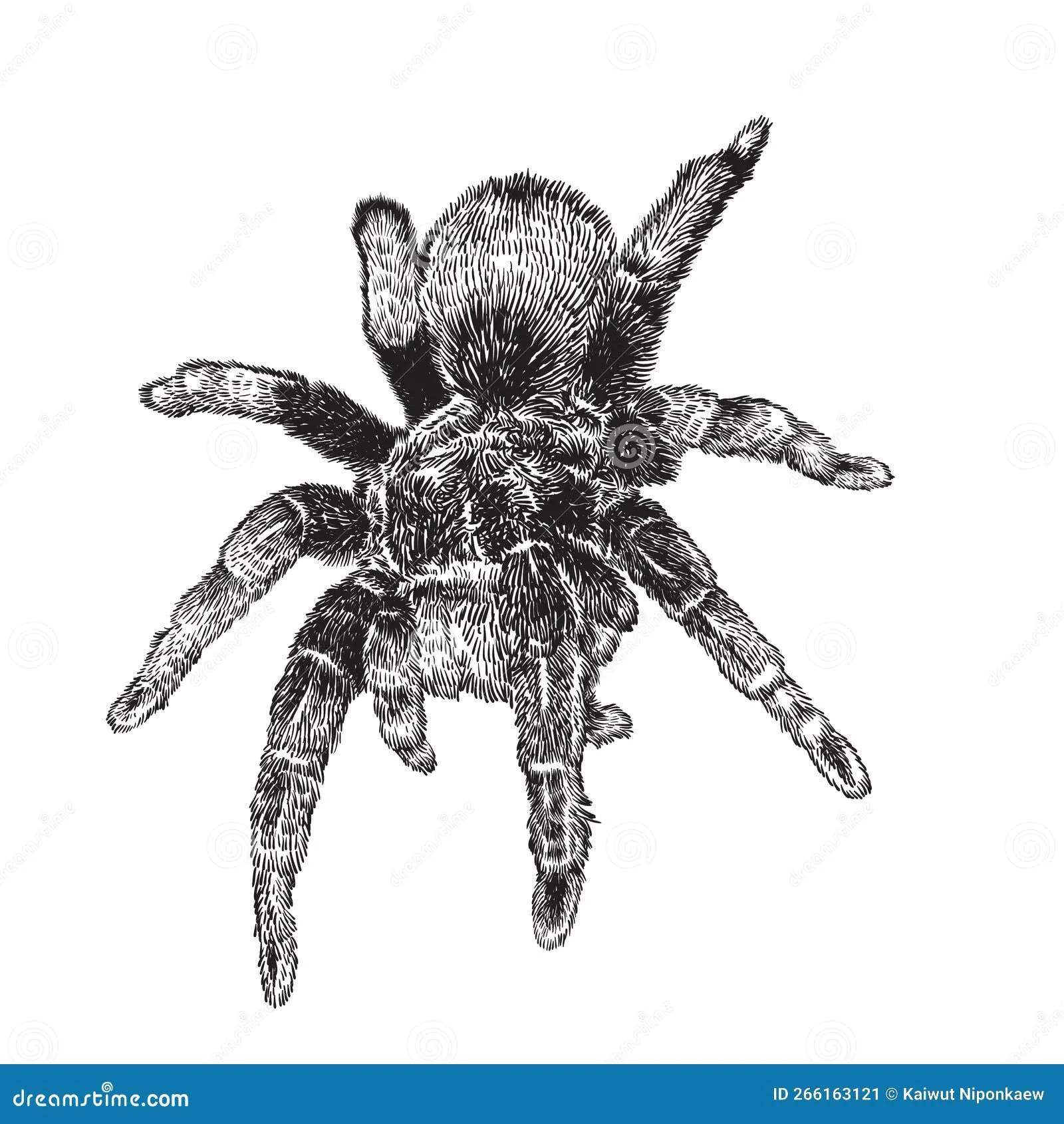 17892 tarantula drawing details