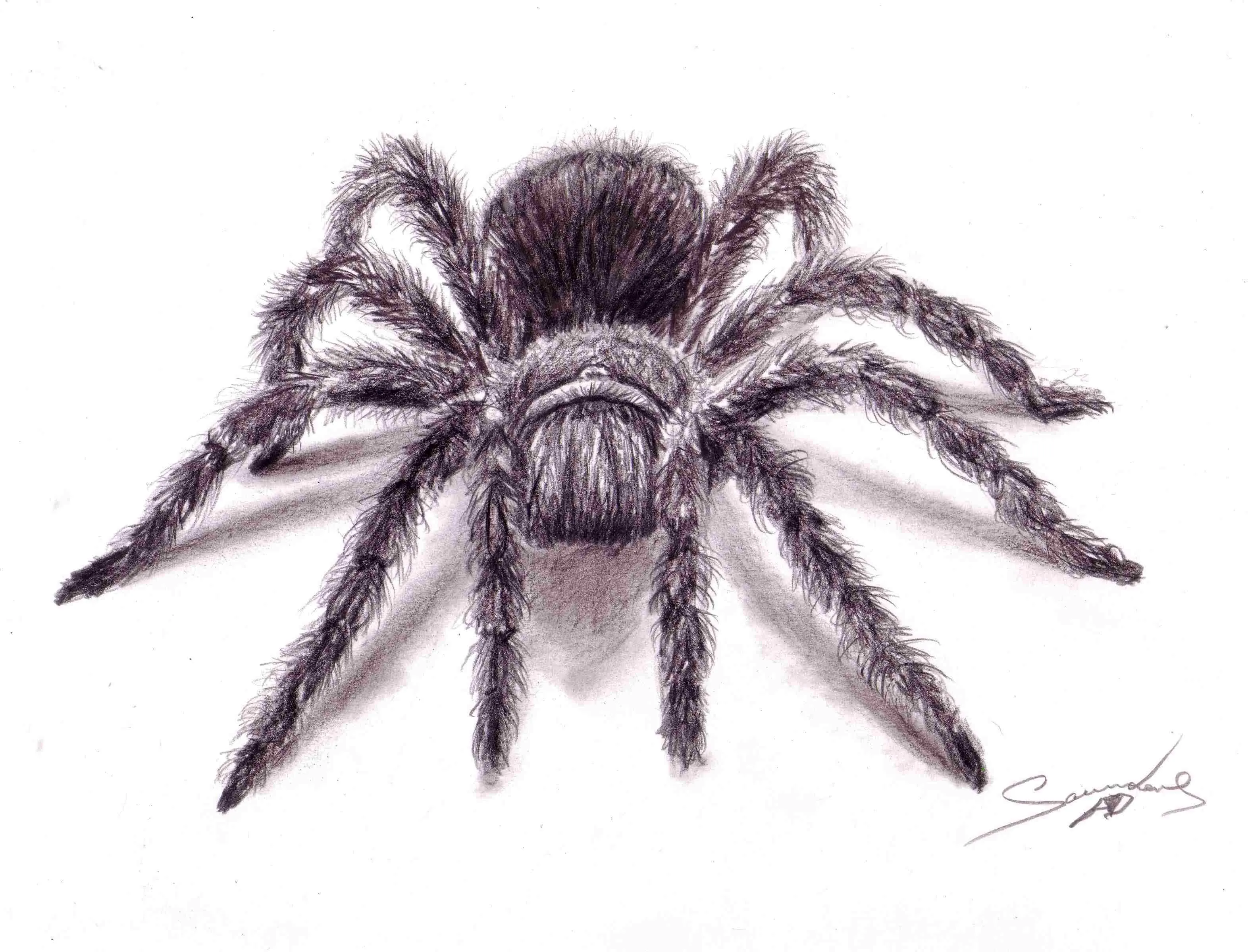 /img/17892-tarantula-drawing-example.webp