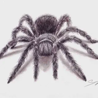 /img/17892-tarantula-drawing-example.webp