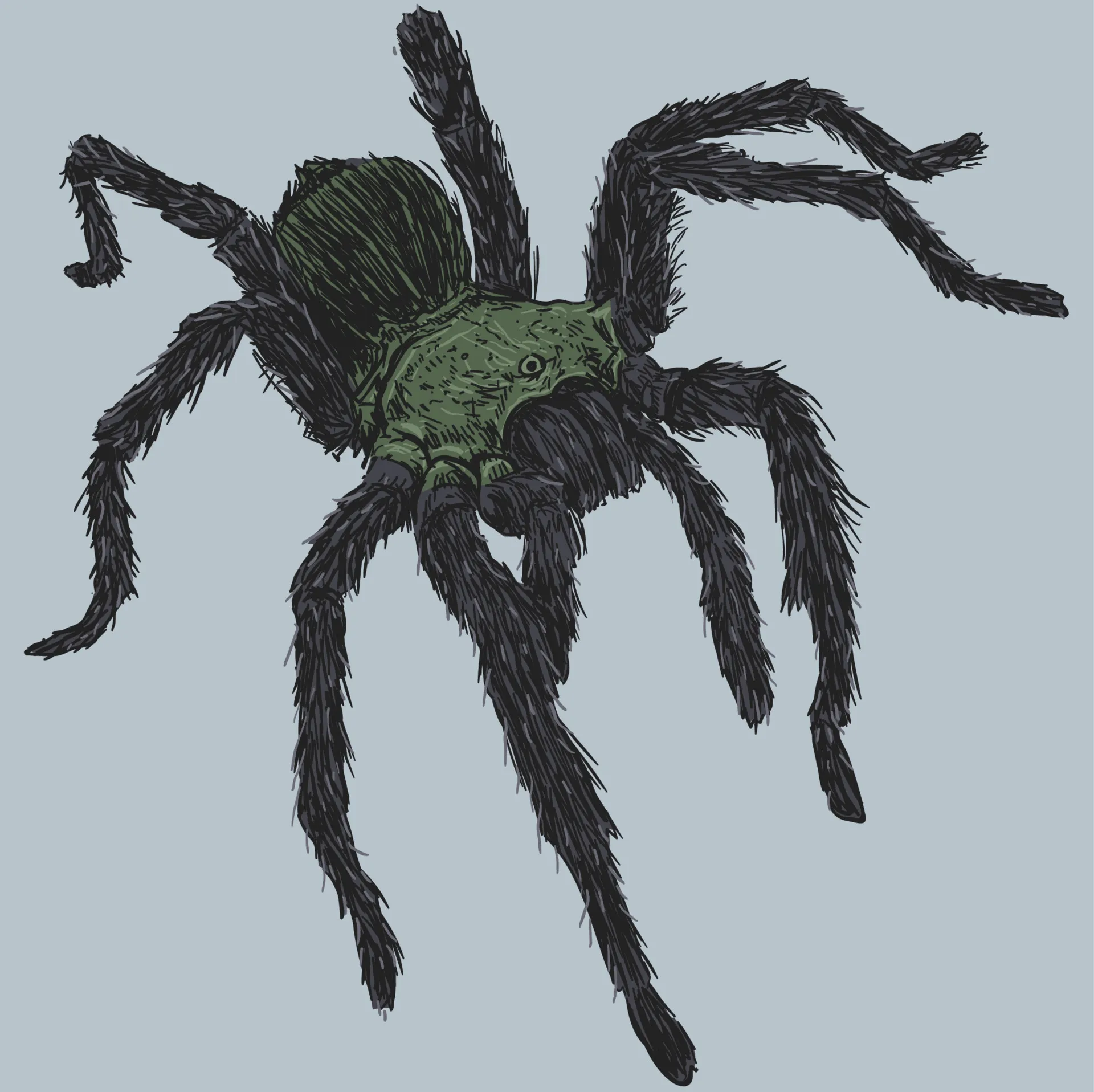 17892 tarantula drawing practice