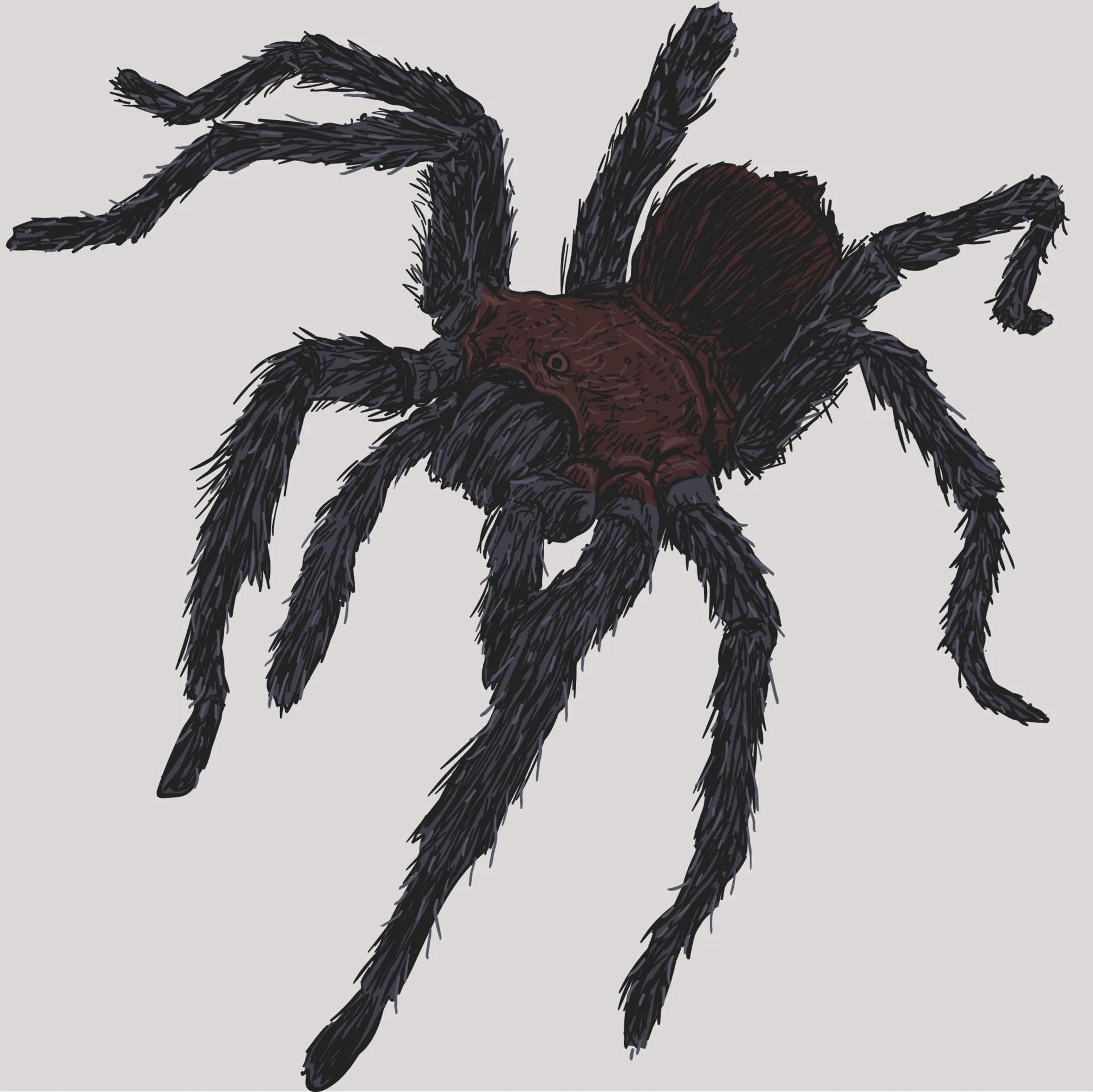 17892 tarantula drawing shading