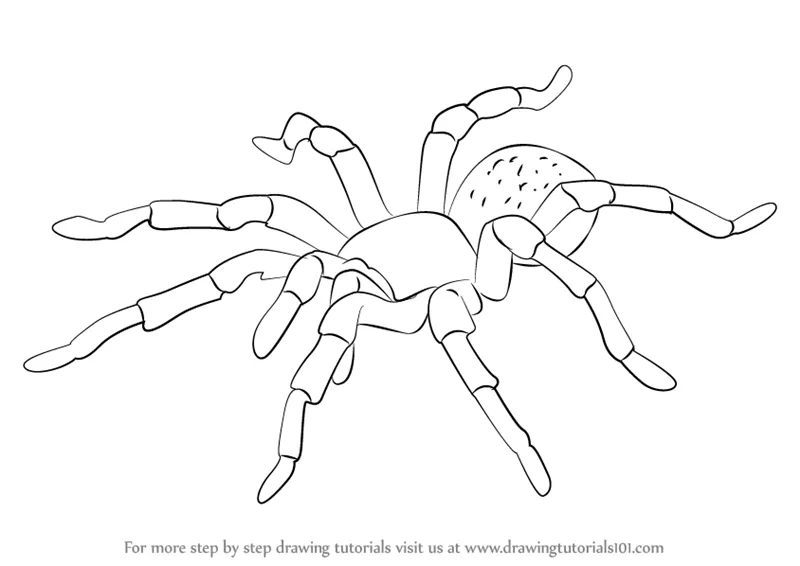17892 tarantula drawing sketch