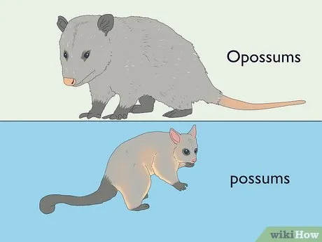 /img/17893-possum-habitat.webp
