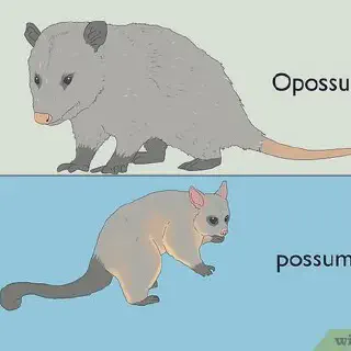 /img/17893-possum-habitat.webp