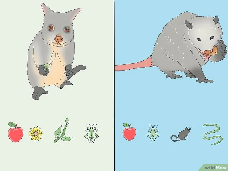 17893 possum hissing