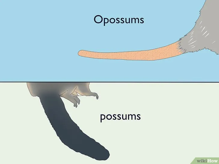 17893 tarantula habitat