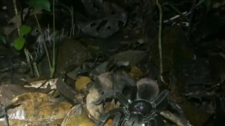 17893 tarantula striking