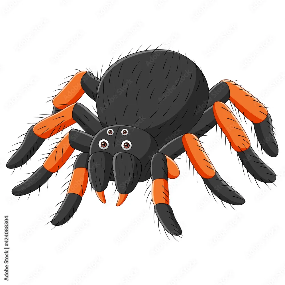 /img/17895-baby-tarantula-cartoon-popularity.webp