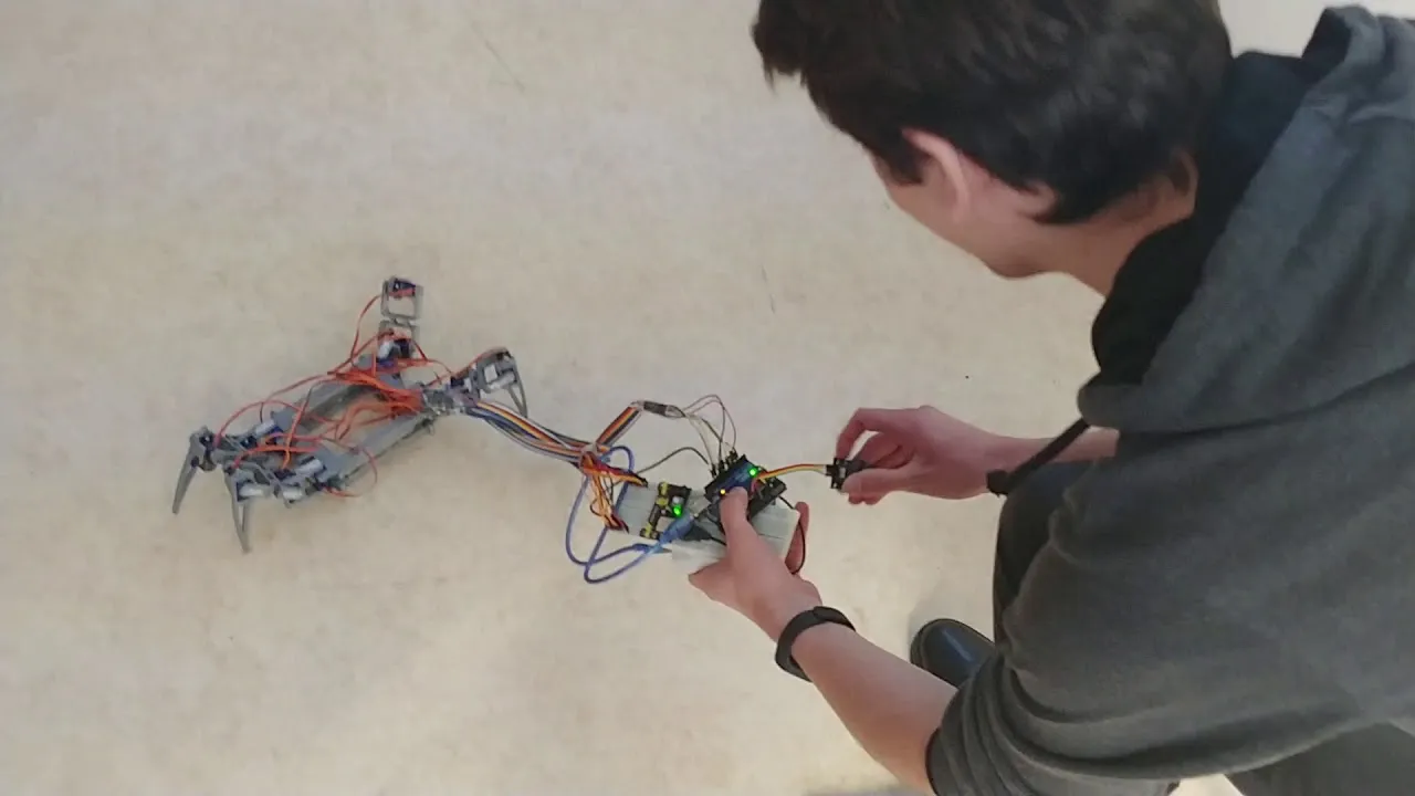 17896 tarantula hawk nest