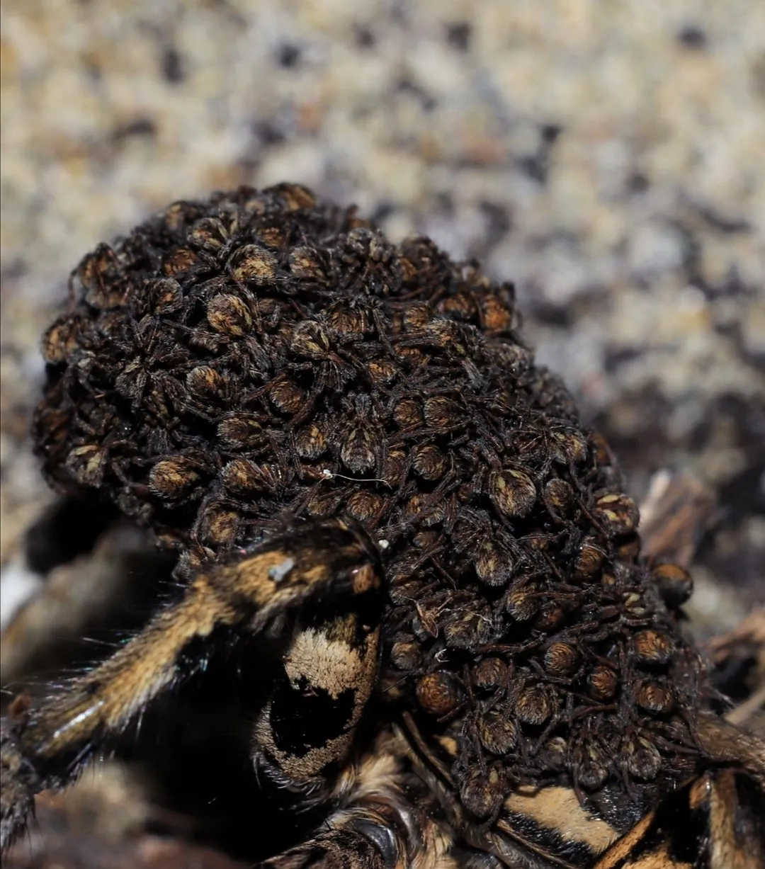 17899 tarantula sling enclosure