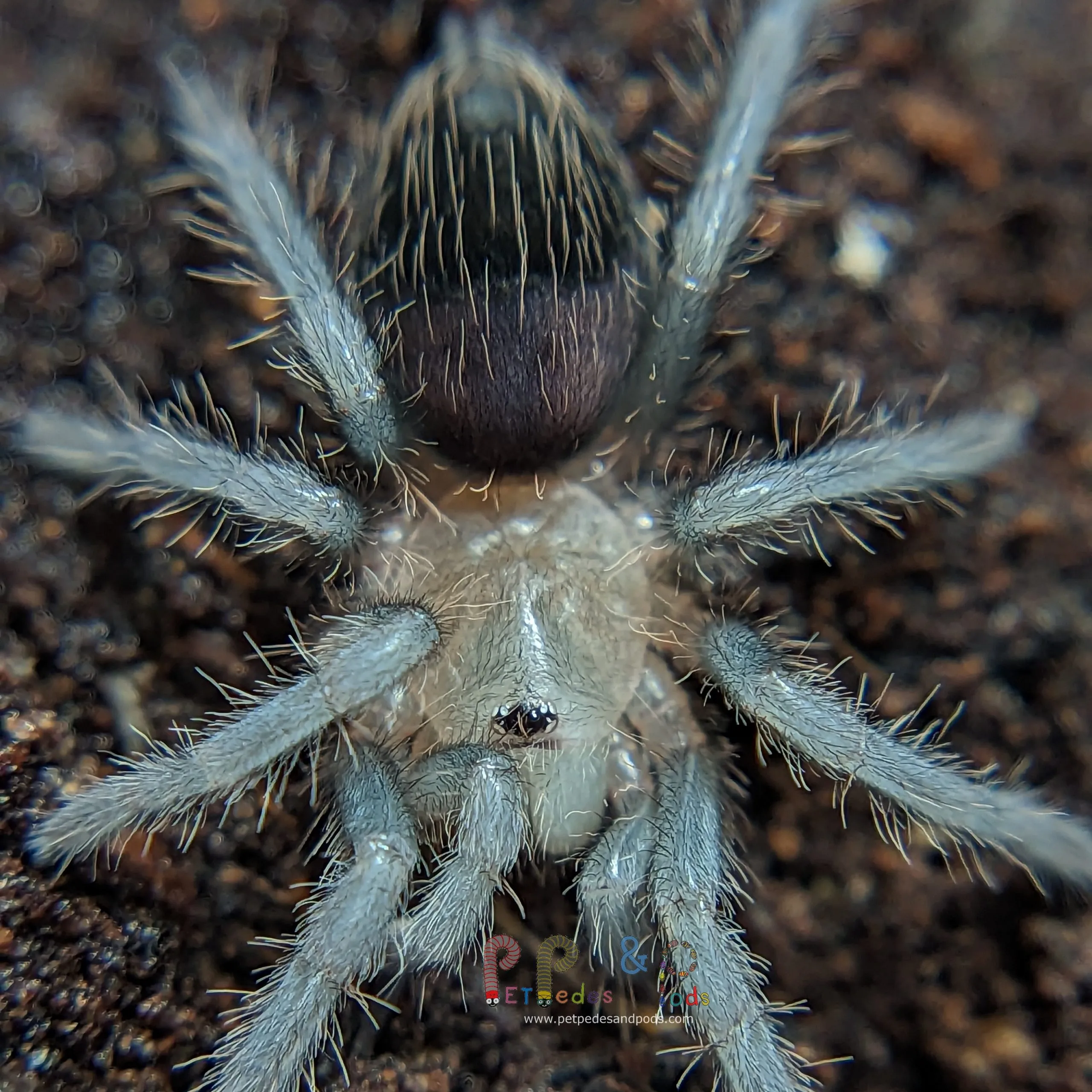 17899 tarantula sling feeding