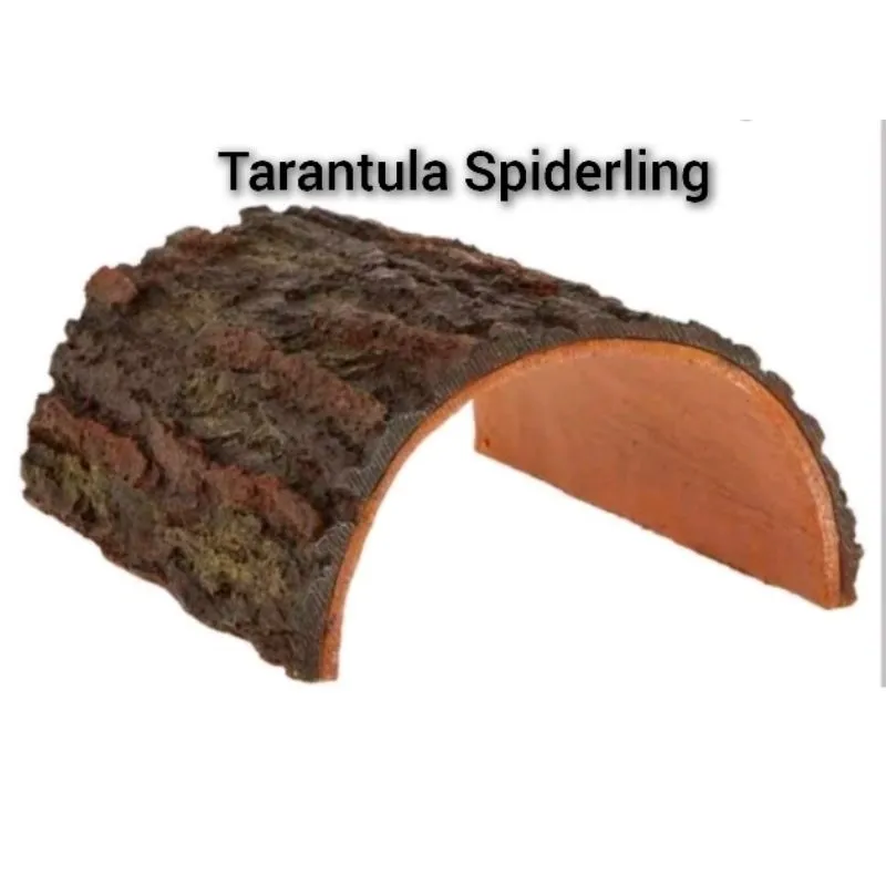 17899 tarantula sling molting
