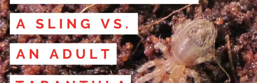 17899 tarantula sling water