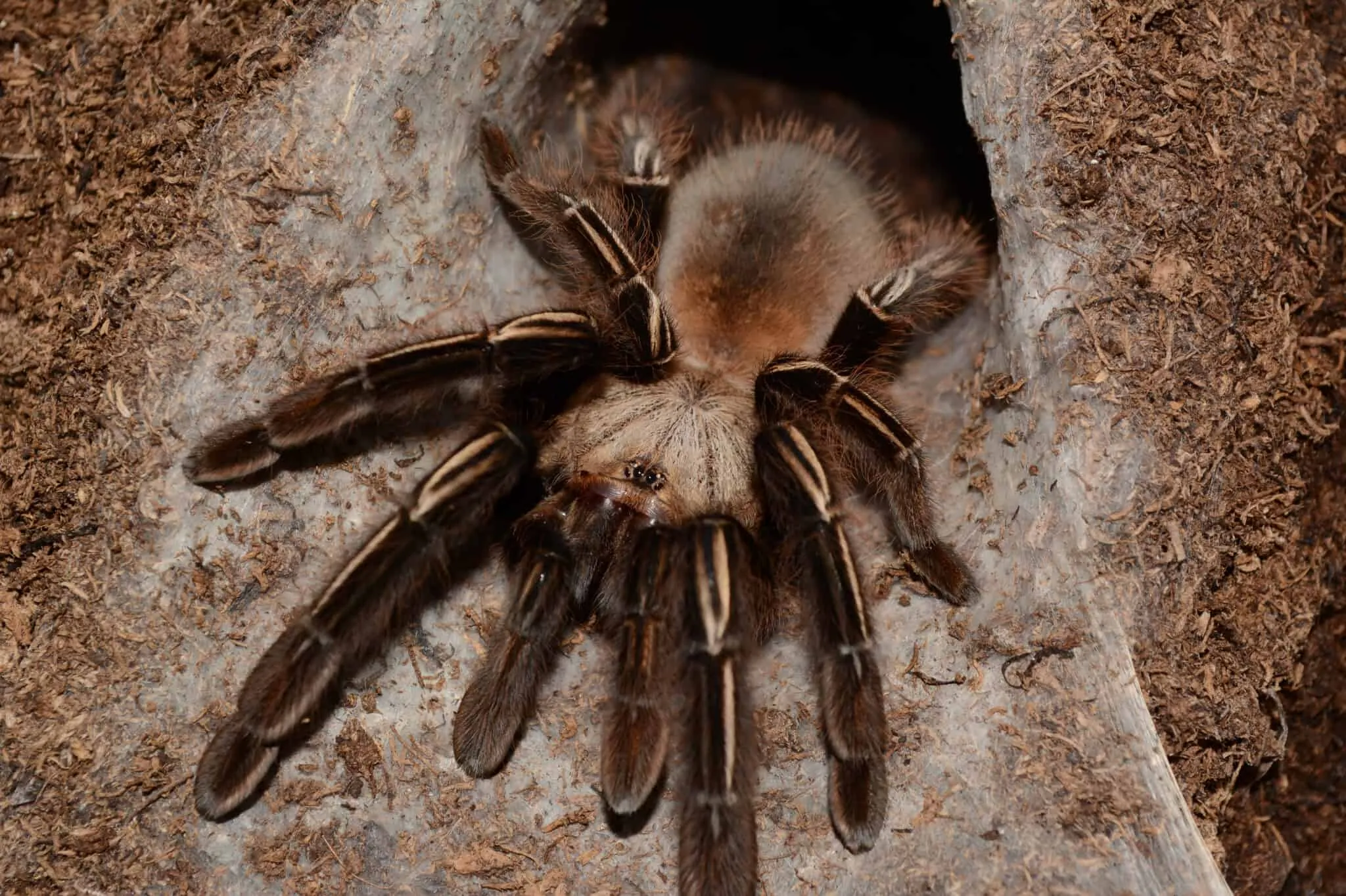 /img/17900-tarantula-ancestor-skeleton.webp