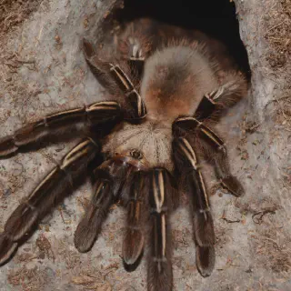 /img/17900-tarantula-ancestor-skeleton.webp
