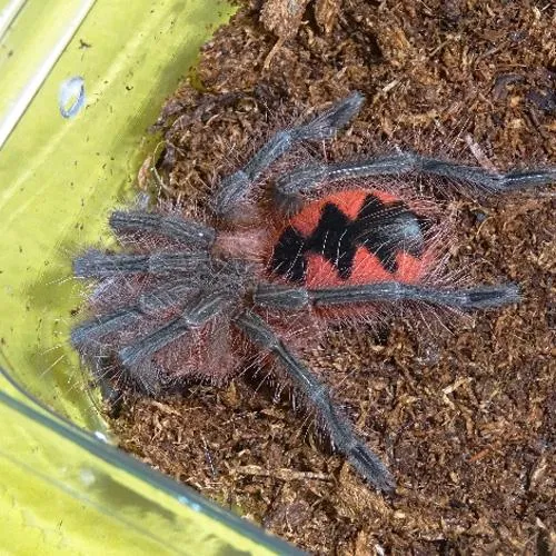 17901 tarantula enclosure