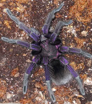 17901 tarantula feeding