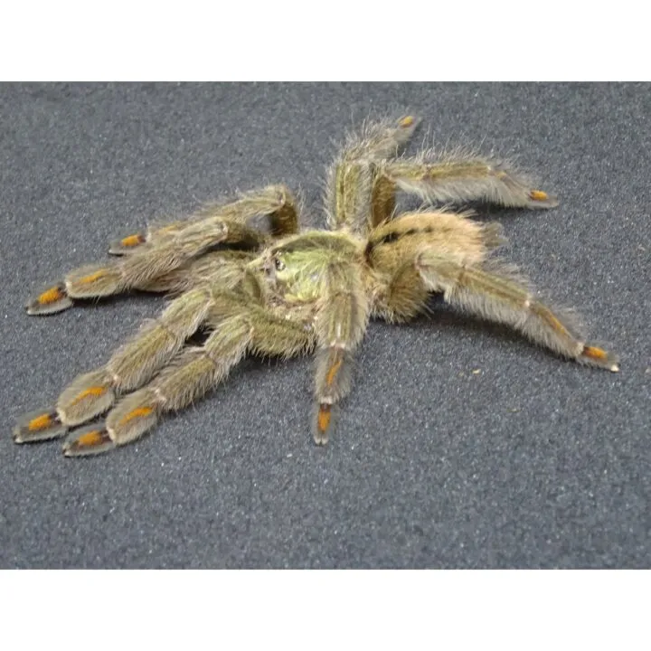 17901 tarantula handling