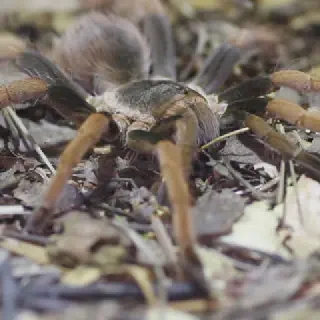 /img/17901-tarantula-health.webp