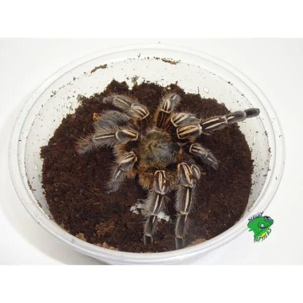 17901 tarantula molting