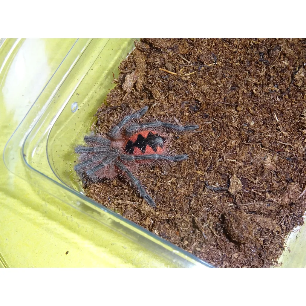 17901 tarantula substrate
