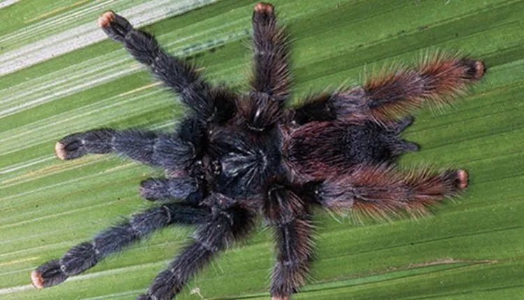 17902 pink toe tarantula humidity