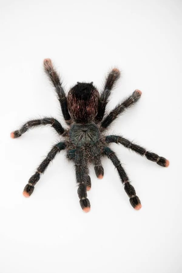 17902 pink toe tarantula water