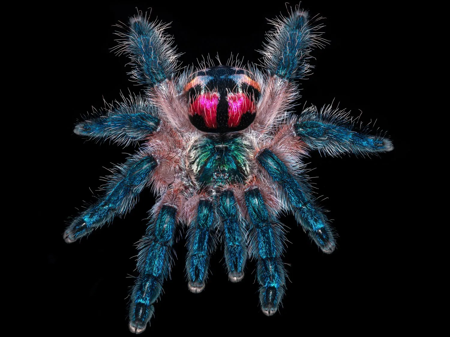 17903 tarantula drink cocktail party