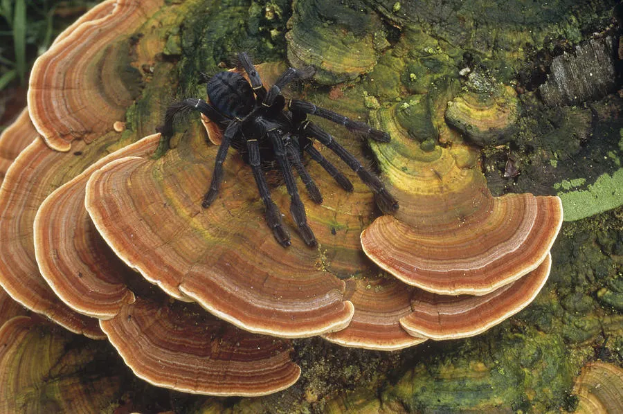 17904 tarantula fungus microscope