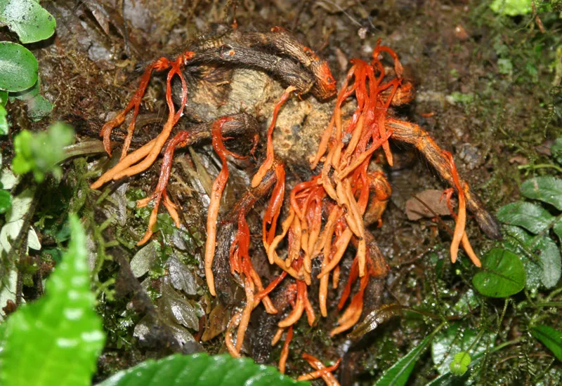 17904 tarantula fungus overview