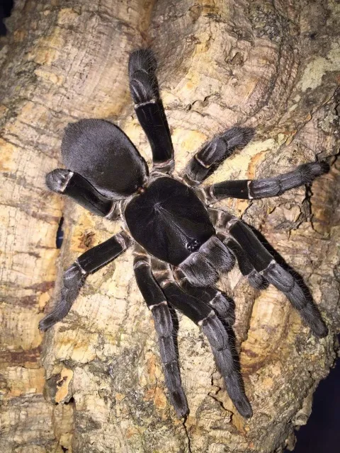 17905 pokies tarantula meaning 5