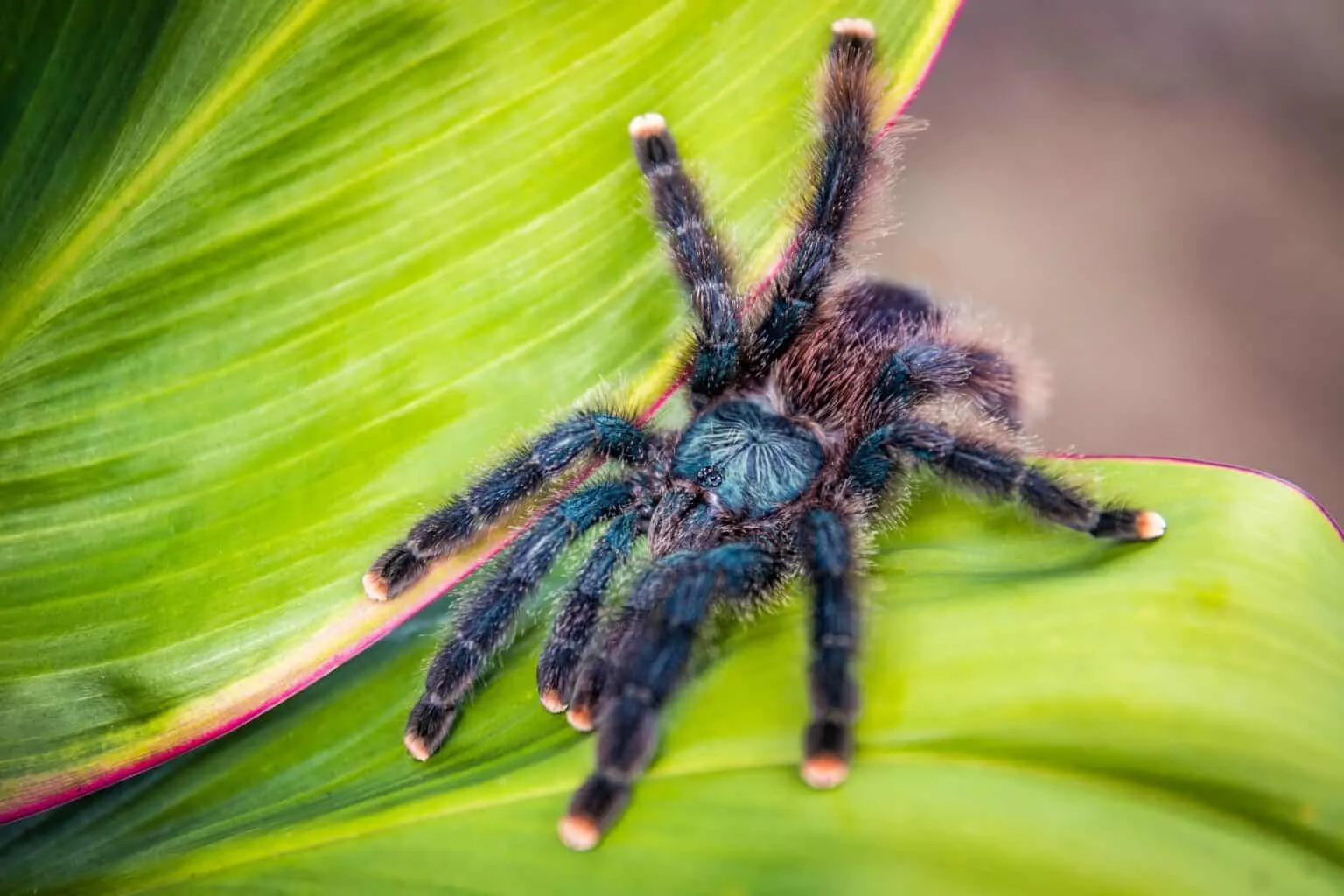 /img/17905-pokies-tarantula-meaning-7.webp