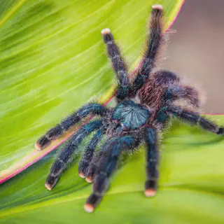/img/17905-pokies-tarantula-meaning-7.webp