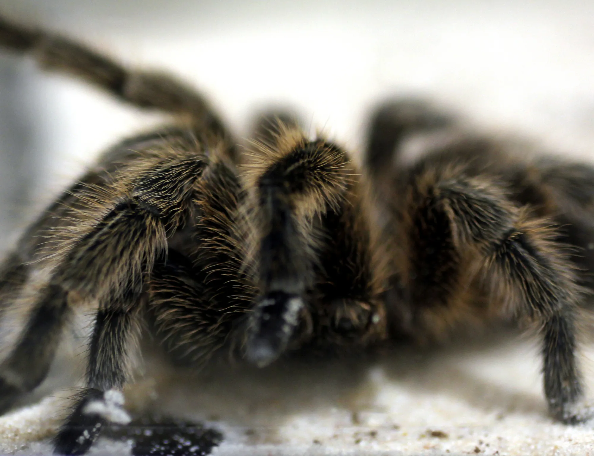 17908 tarantula handling