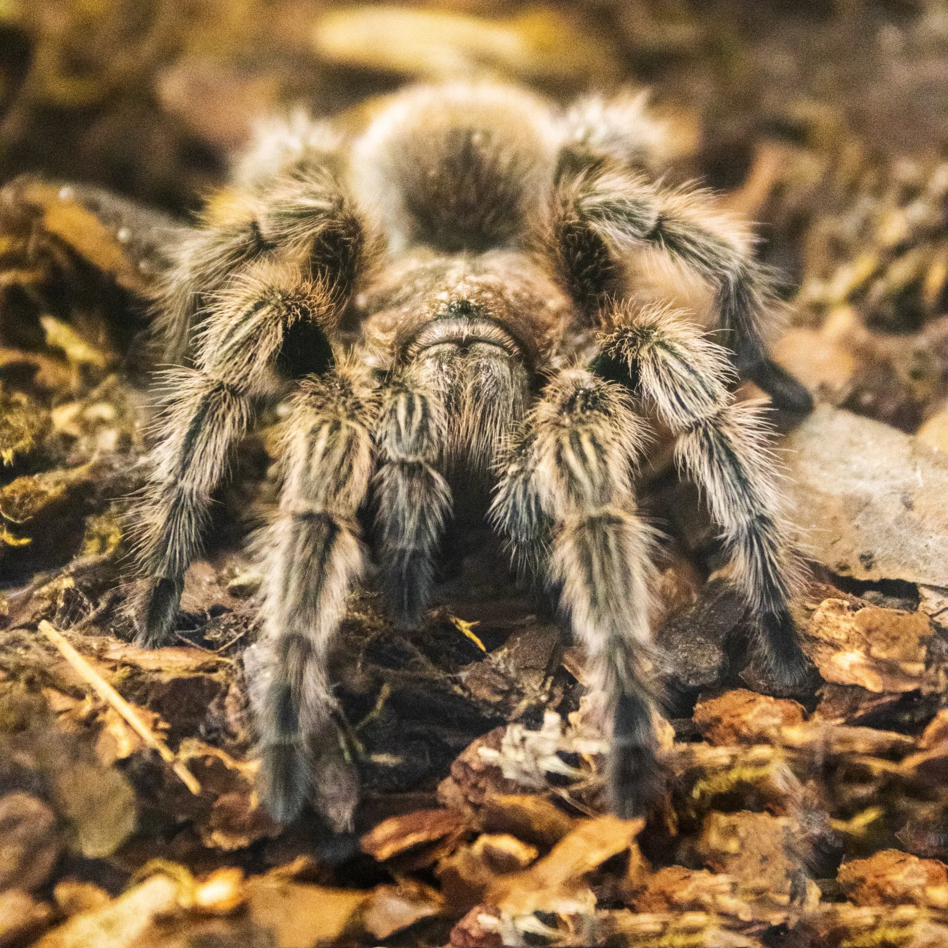 17908 tarantula species
