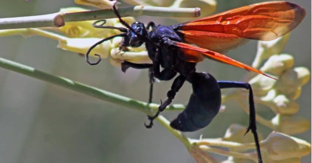 17910 tarantula hawk diet