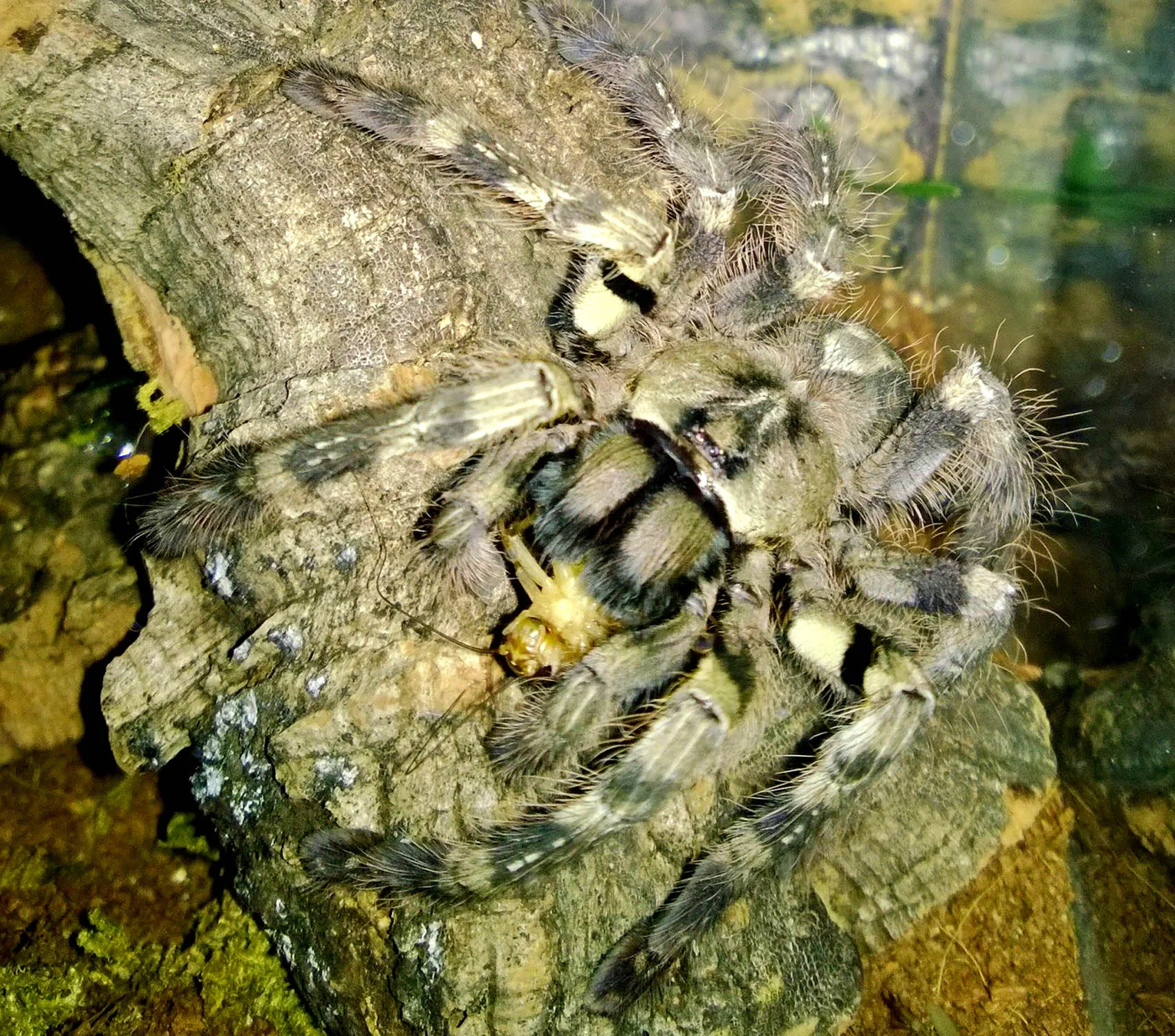 17912 tarantula adult feeding