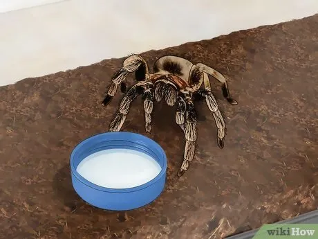 17912 tarantula eating cricket