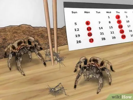 17912 tarantula feeding overview