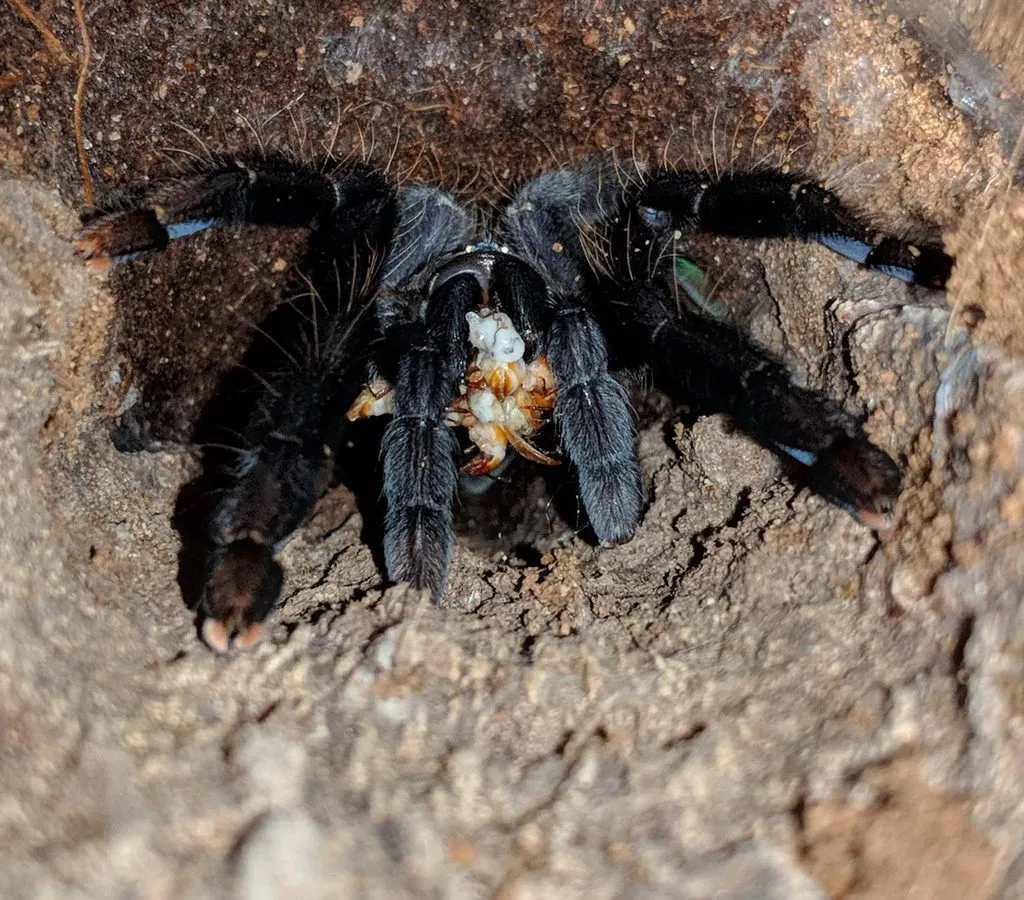 /img/17912-tarantula-molting.webp