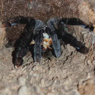 /img/17912-tarantula-molting.webp