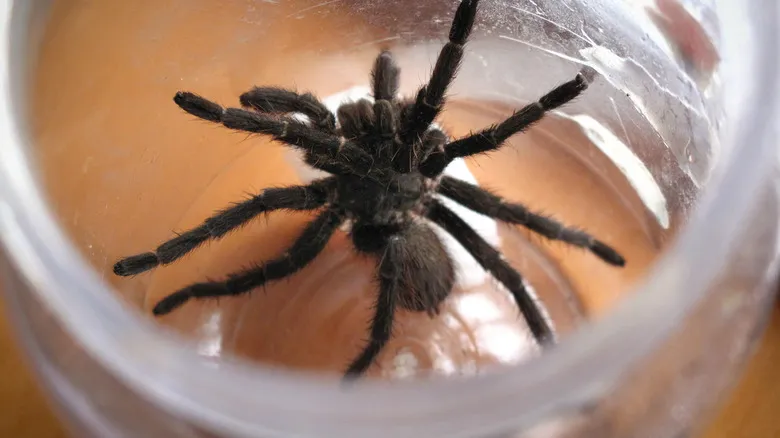 /img/17913-tarantula-safe-handling.webp