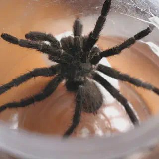 /img/17913-tarantula-safe-handling.webp